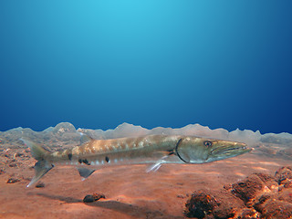 Image showing Great Barracuda fish in ocean Bali          