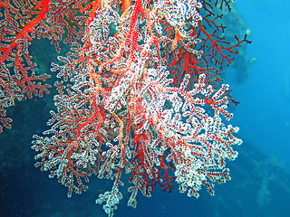 Image showing Thriving  coral reef alive with marine life and shoals of fish, 