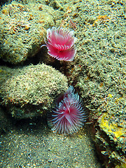 Image showing Thriving  coral reef alive with marine life and shoals of fish, 