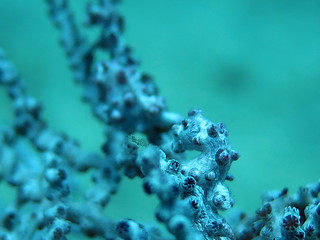 Image showing Bargibanti Pygmy Seahorse the smallest in the world in Bali