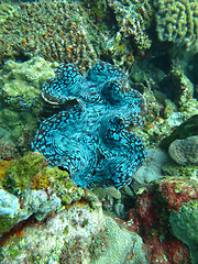 Image showing Thriving  coral reef alive with marine life and shoals of fish, 