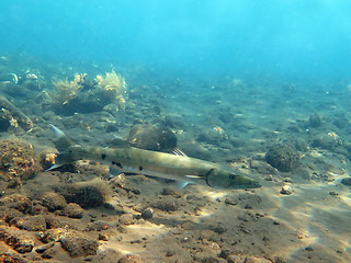 Image showing Great Barracuda fish in ocean Bali          