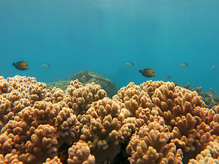 Image showing Thriving  coral reef alive with marine life and shoals of fish, 