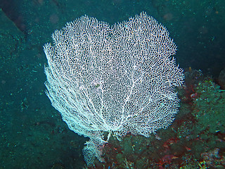 Image showing Thriving  coral reef alive with marine life and shoals of fish, 