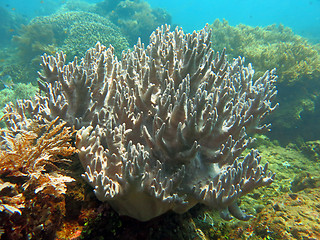 Image showing Thriving  coral reef alive with marine life and shoals of fish, 