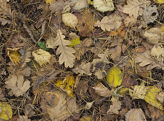 Image showing Colorful and bright background made of fallen autumn leaves.