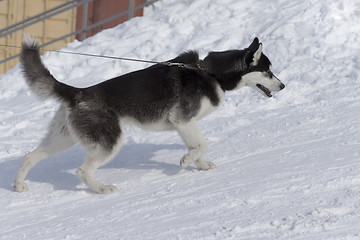 Image showing Huge fluffy husky walk in nature