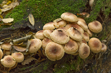 Image showing Fungi,mushroom small much growing on timber.