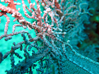 Image showing Bargibanti Pygmy Seahorse the smallest in the world in Bali