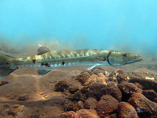 Image showing Great Barracuda fish in ocean Bali          