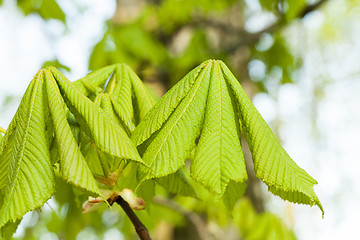 Image showing green leaves of chestnut