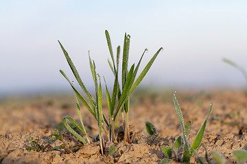 Image showing young grass plants, close-up