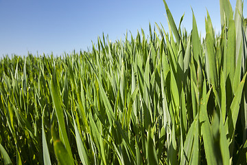 Image showing Field with cereal