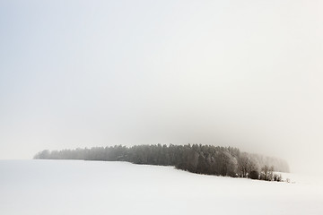 Image showing Trees in winter