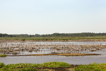 Image showing moorland, summer time