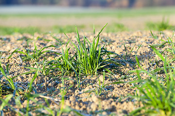 Image showing field with young wheat