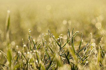 Image showing young grass plants, close-up