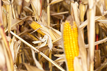 Image showing yellowed ripe corn