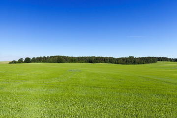 Image showing Field with cereal