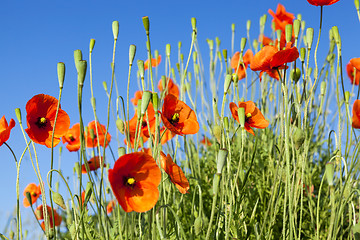 Image showing Red Poppy in the field