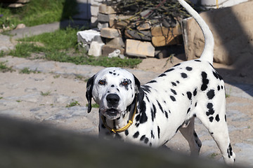 Image showing Dalmatians protected areas