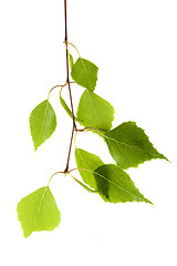 Image showing birch leaves on a white background