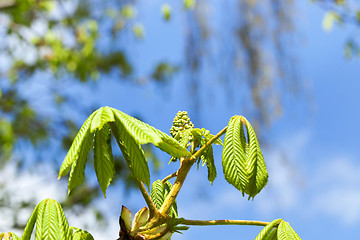 Image showing green leaves of chestnut