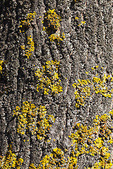 Image showing lichen on tree