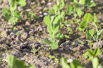 Image showing young green peas