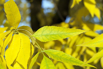 Image showing autumn in the park