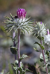 Image showing Thistle flower, close-up