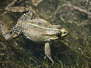 Image showing Big green frog