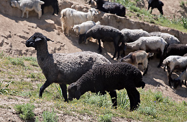 Image showing Black sheep on pasture