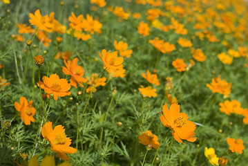 Image showing Field with orange flowers