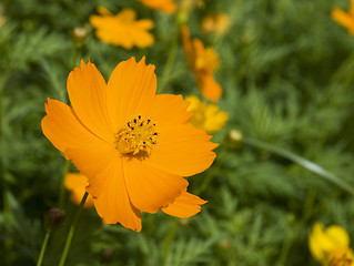 Image showing Orange flower