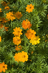 Image showing Orange and yellow flowers