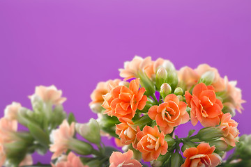 Image showing  flowers of Kalanchoe. on a orange background.