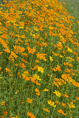 Image showing Field with orange flowers