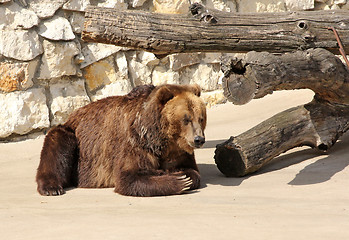 Image showing Big Brown Bear sits on a rock.