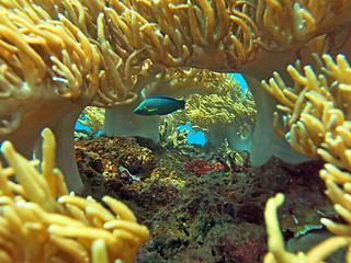 Image showing Thriving  coral reef alive with marine life and shoals of fish, 