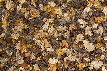Image showing Colorful and bright background made of fallen autumn leaves.