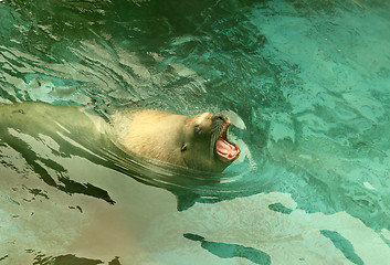 Image showing Large sea lion swimming in the sea