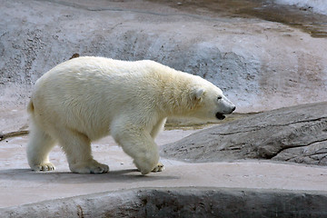 Image showing Adult polar bear in the water