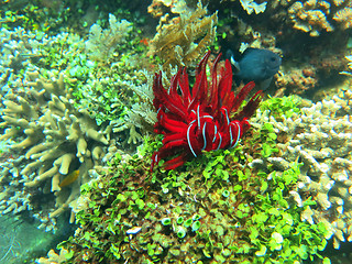 Image showing Thriving  coral reef alive with marine life and shoals of fish, 