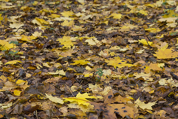 Image showing Colorful and bright background made of fallen autumn leaves.