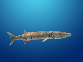 Image showing Great Barracuda fish in ocean Bali          