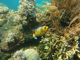 Image showing Thriving  coral reef alive with marine life and shoals of fish, 