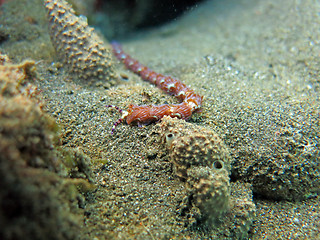 Image showing Thriving  coral reef alive with marine life and shoals of fish, 