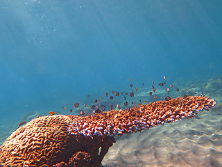 Image showing Thriving  coral reef alive with marine life and shoals of fish, 