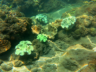 Image showing Thriving  coral reef alive with marine life and shoals of fish, 